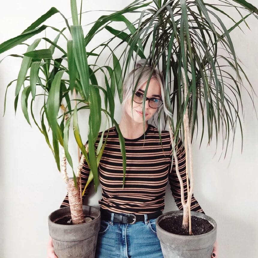 plantas grandes para sala dracena