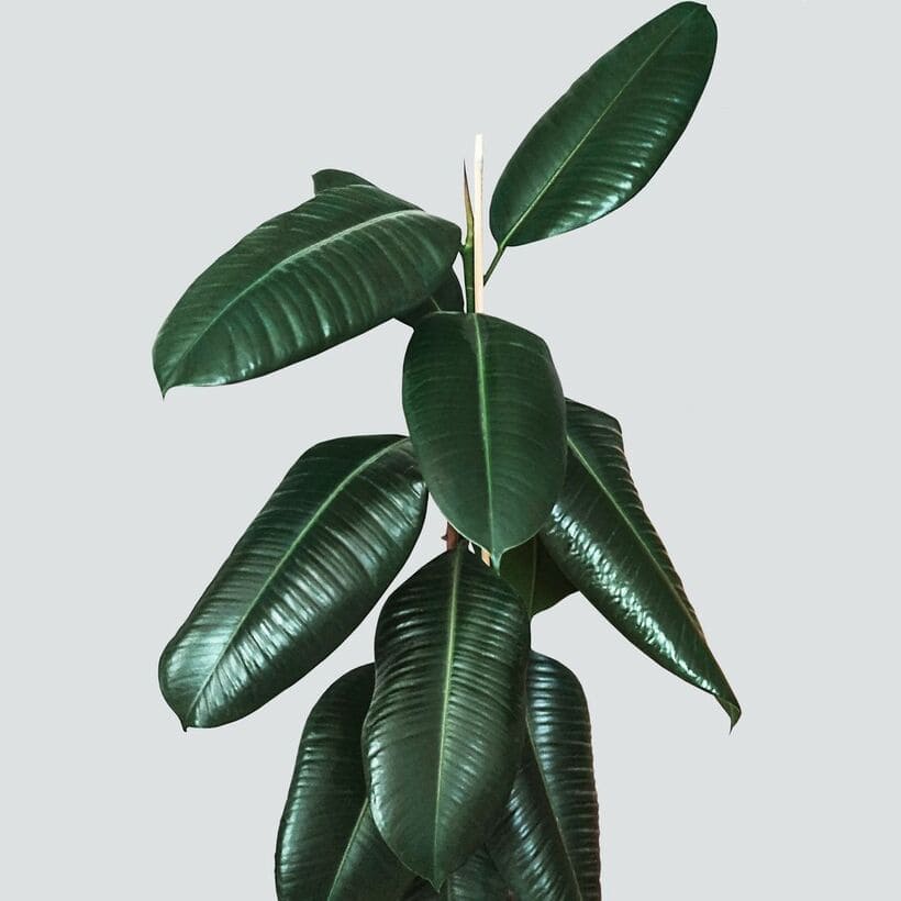 plantas perenes ficus