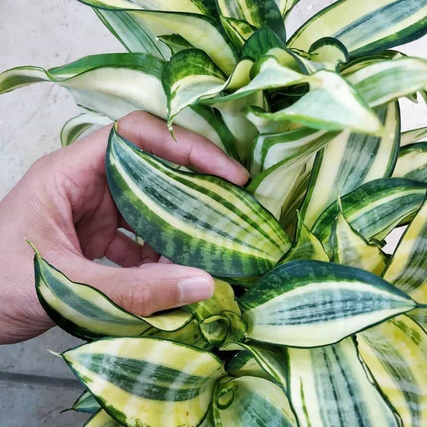 sansevieria golden hahnii 2