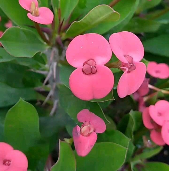 suculenta Euphorbia miliiana