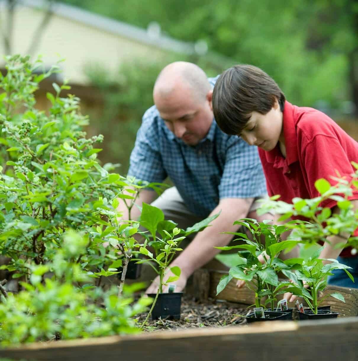 ureia nas plantas