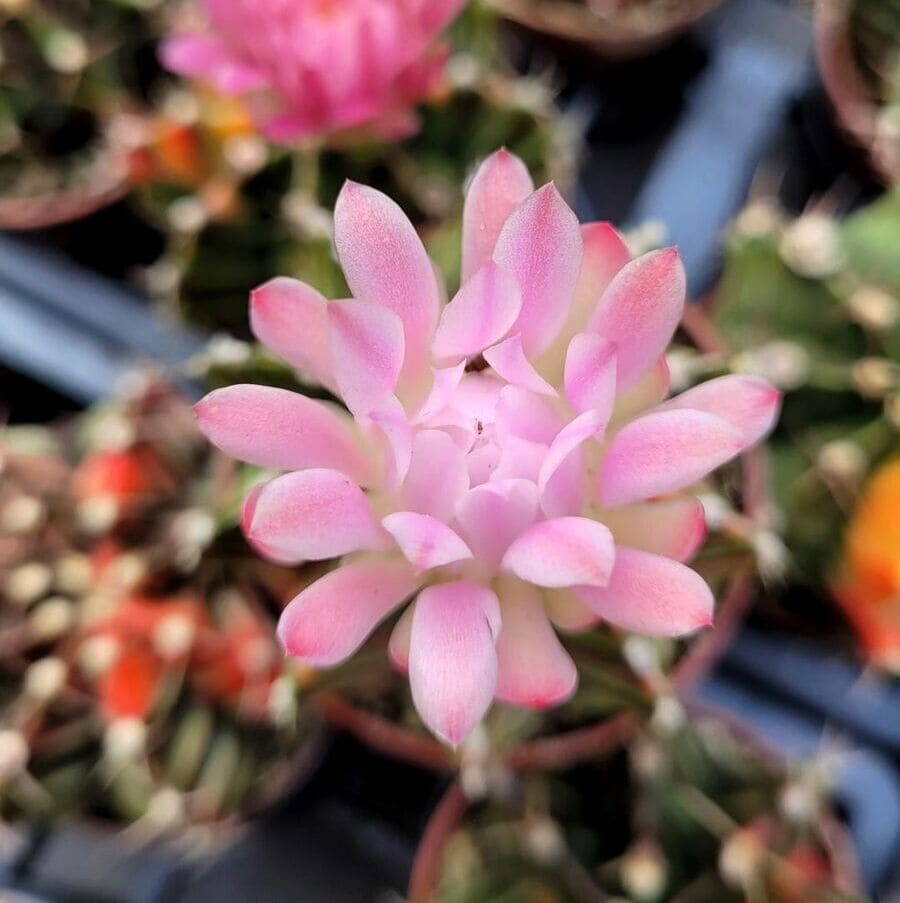 Cacto Gymnocalycium