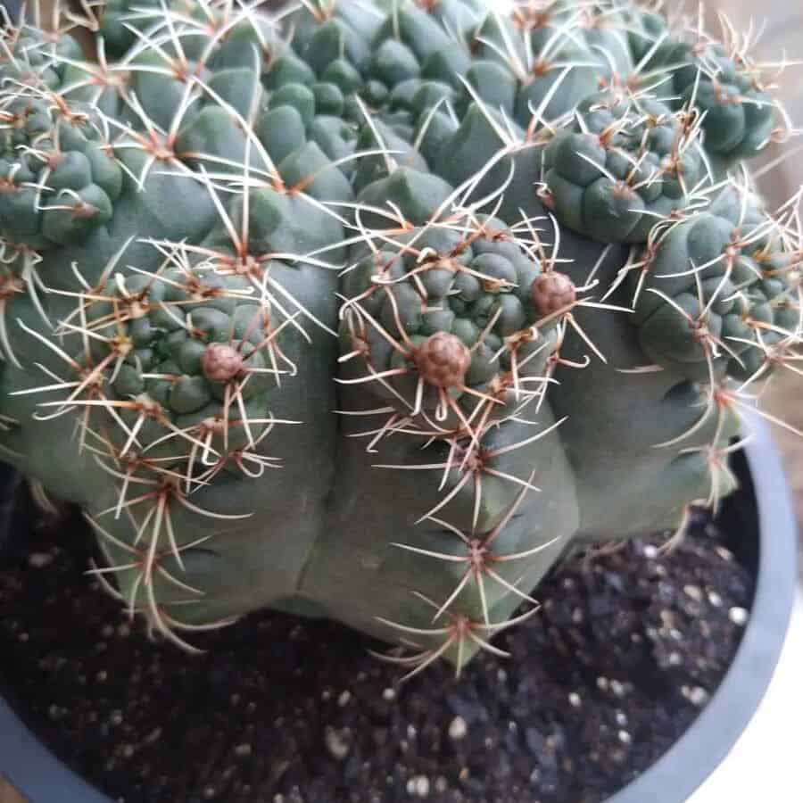 Cacto Gymnocalycium