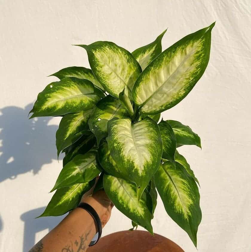 Dieffenbachia comigo ninguem pode 1