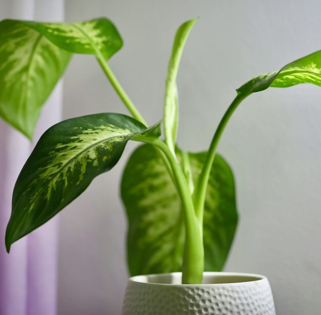 Dieffenbachia