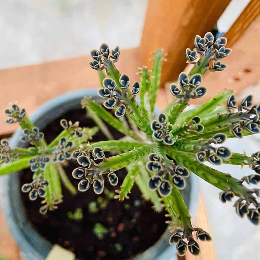 Kalanchoe delagoensis