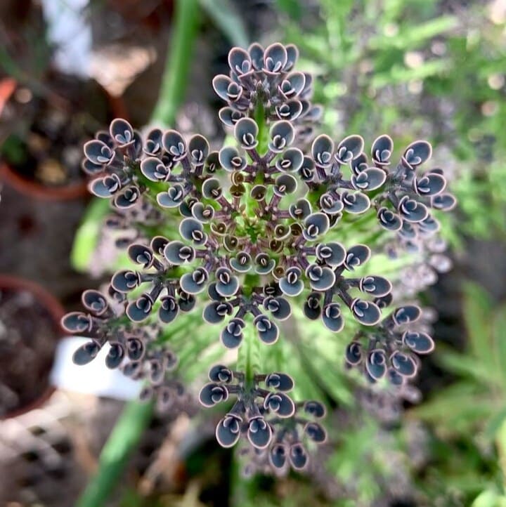 Kalanchoe delagoensis