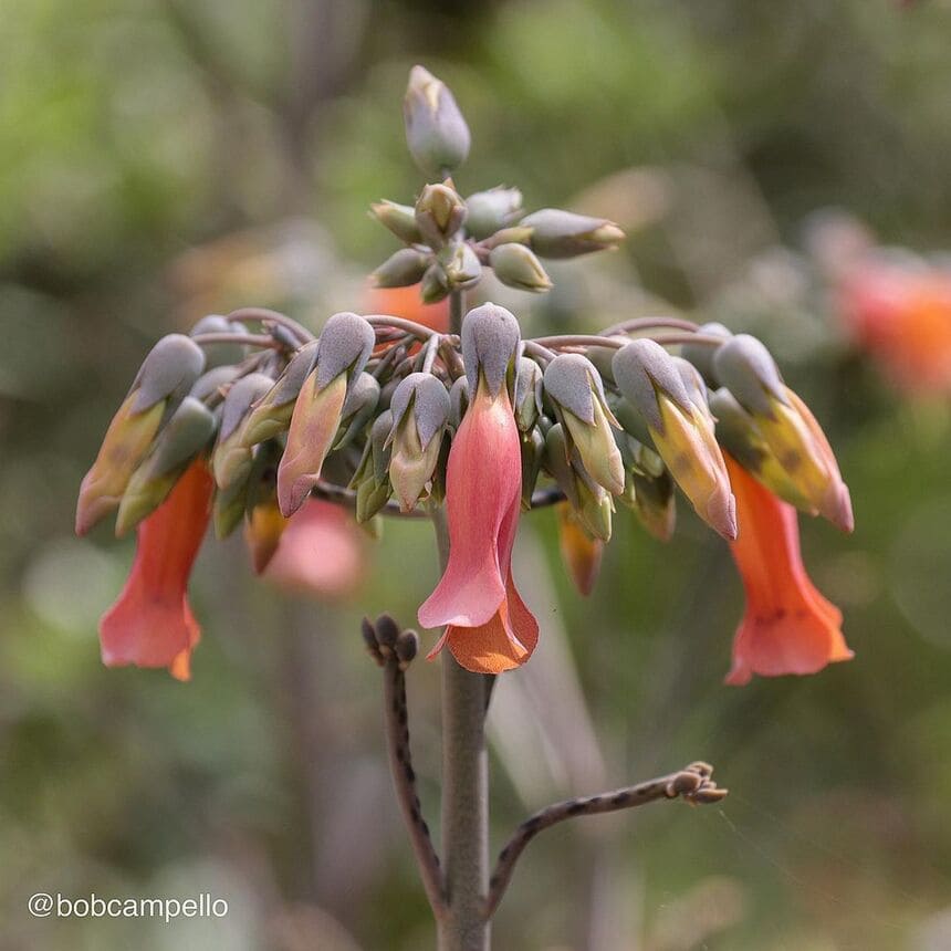 Kalanchoe delagoensis