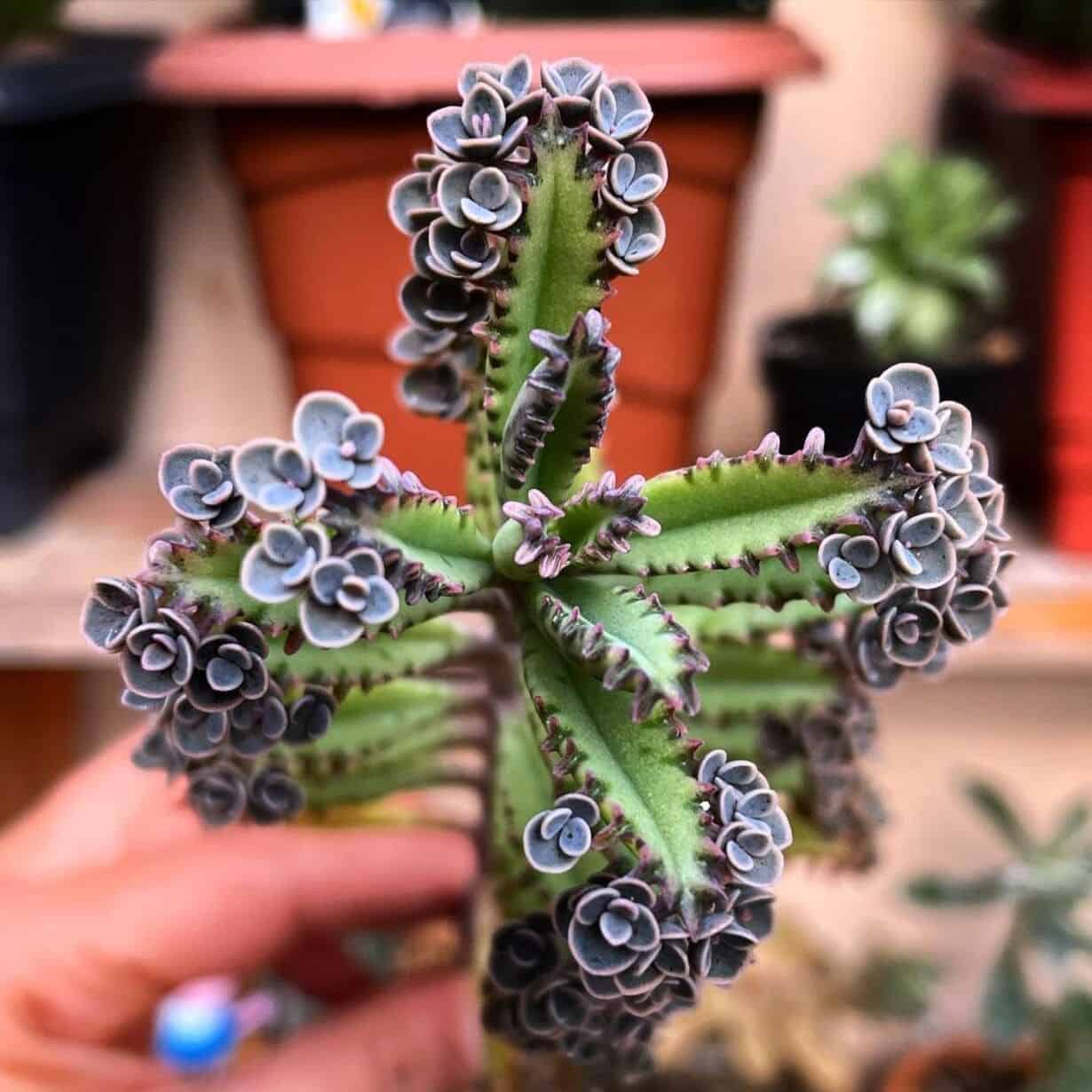 Kalanchoe delagoensis