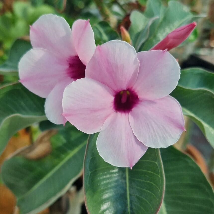 adenium boehmianum 1