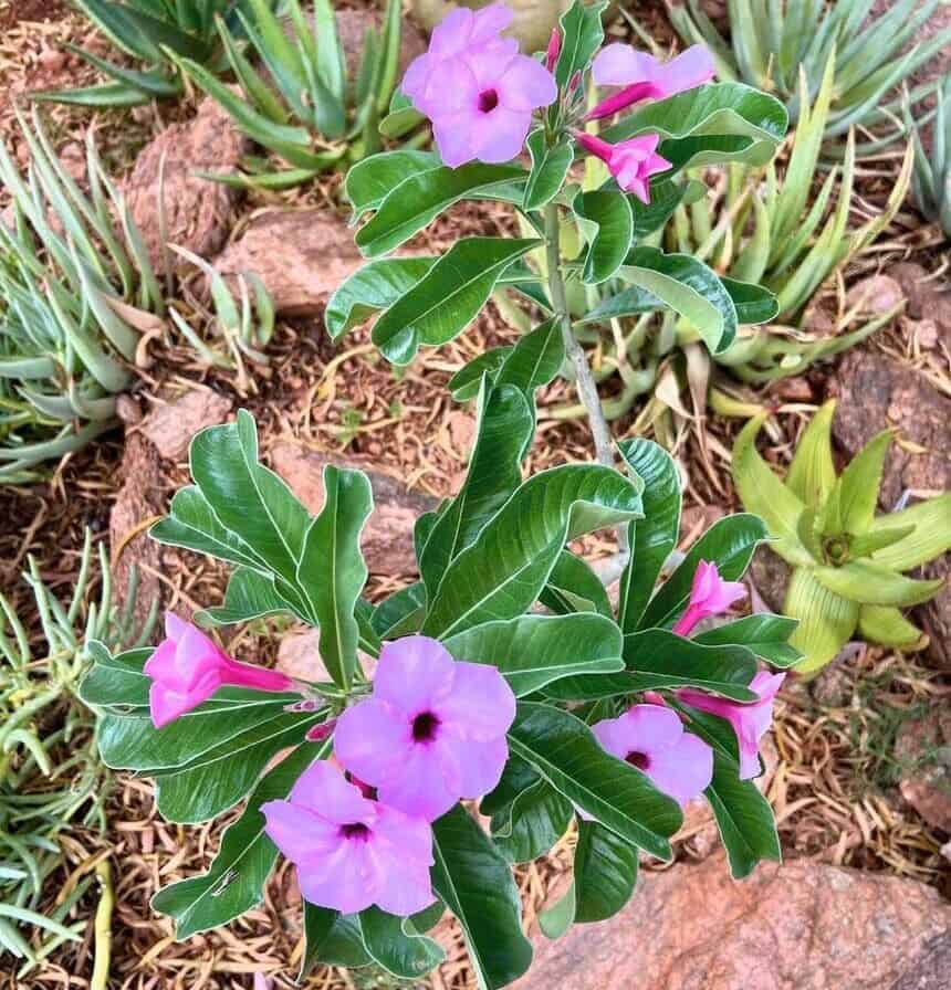 adenium boehmianum 2