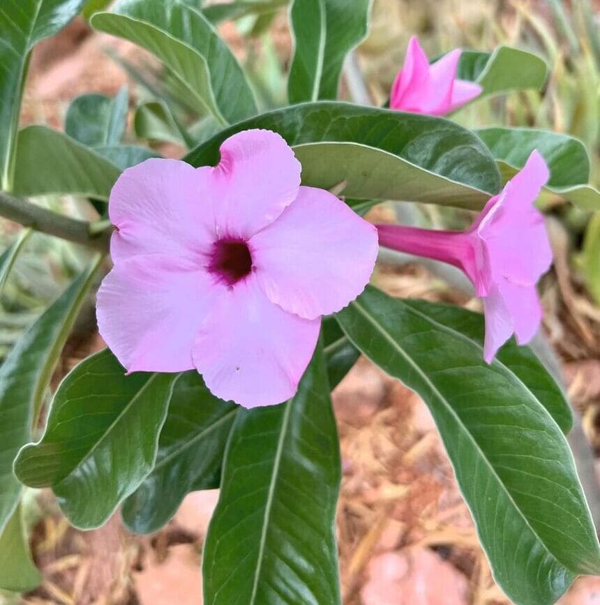 adenium boehmianum 3