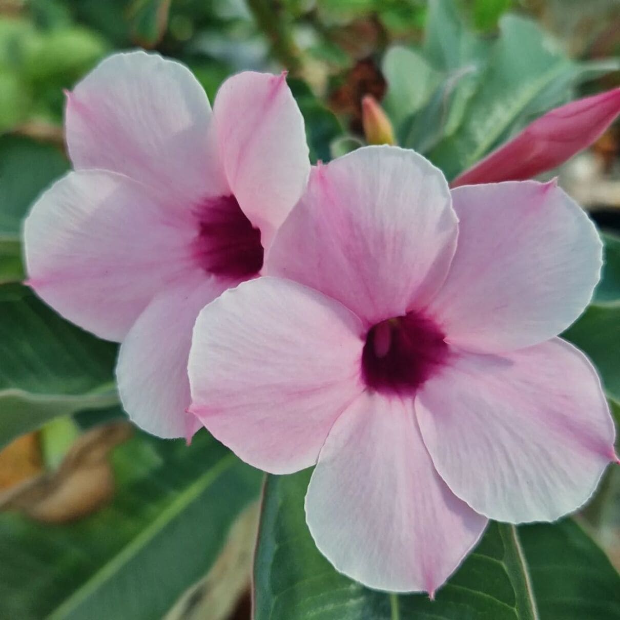 adenium boehmianum