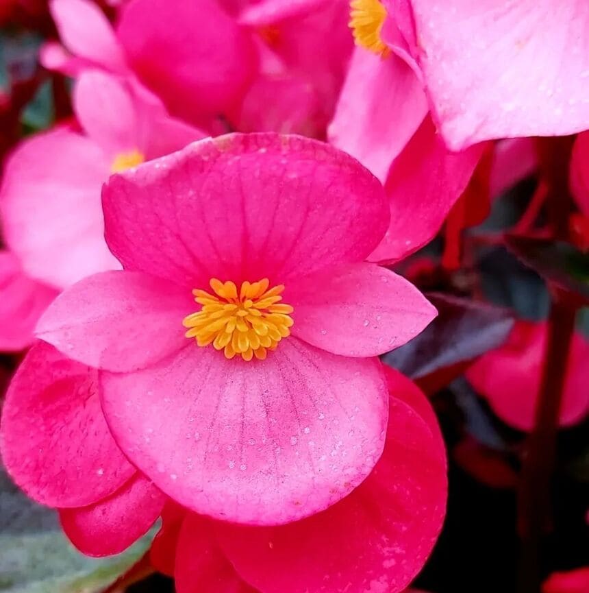 begonia de cera 1