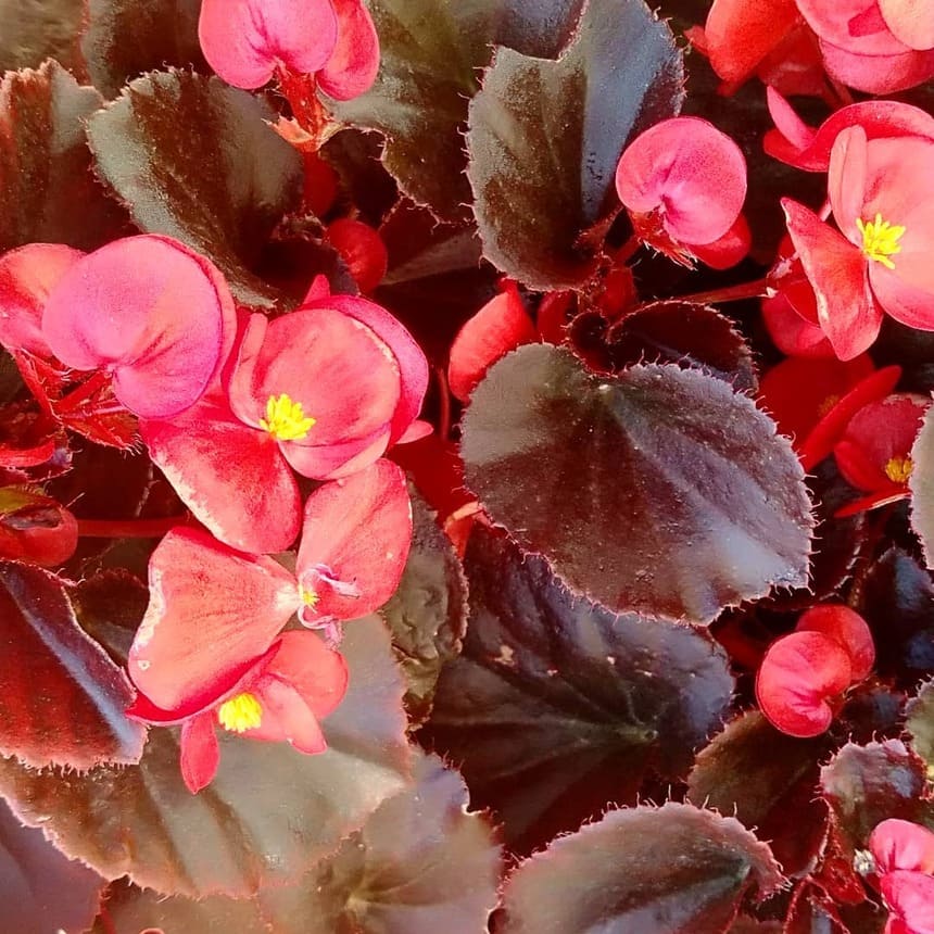 begonia de cera 3