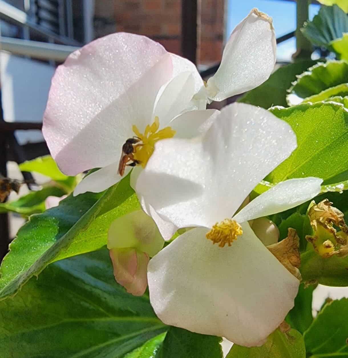 begonia de cera