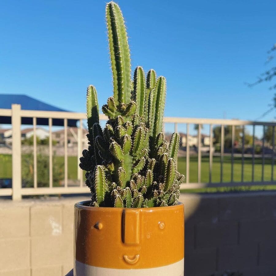 Acanthocereus tetragonus: Guia para Cultivar o Cacto Castelo de Fadas