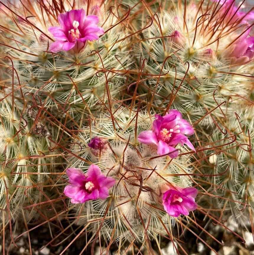 cacto mammillaria bombycina 1