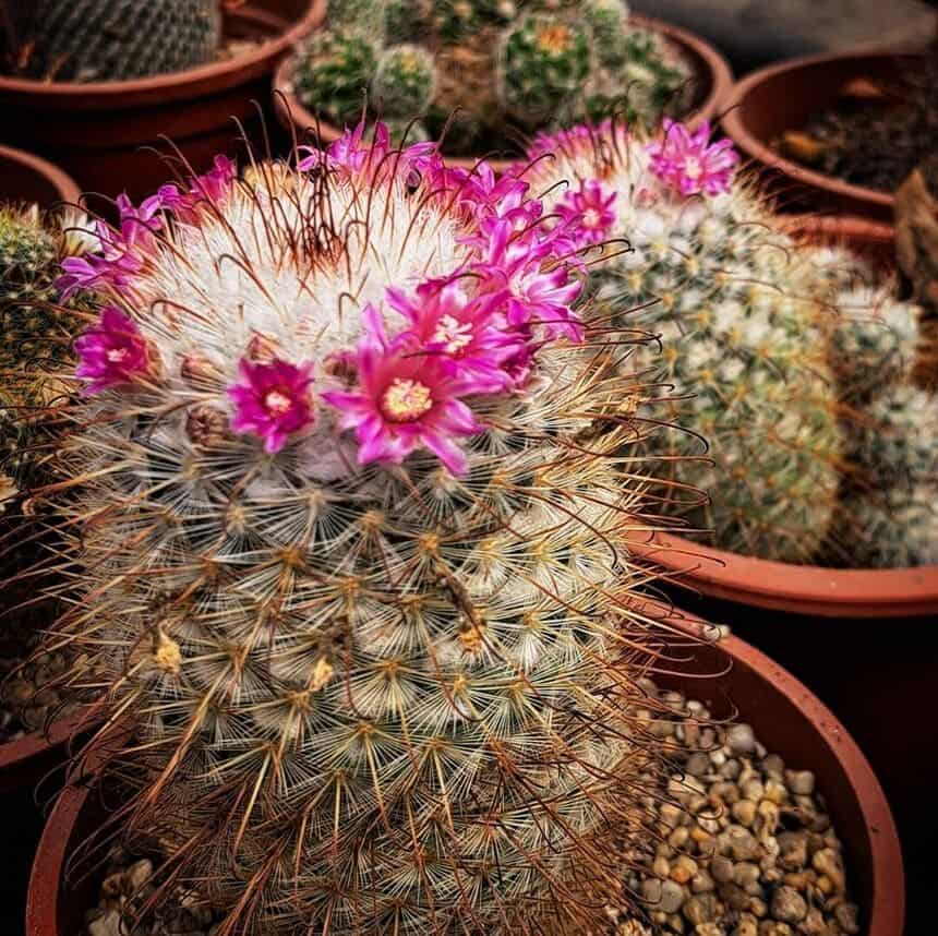 cacto mammillaria bombycina 2