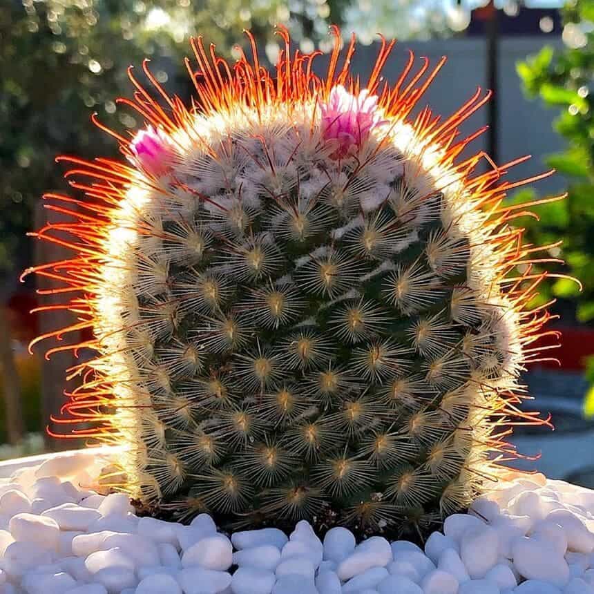 cacto mammillaria bombycina 3