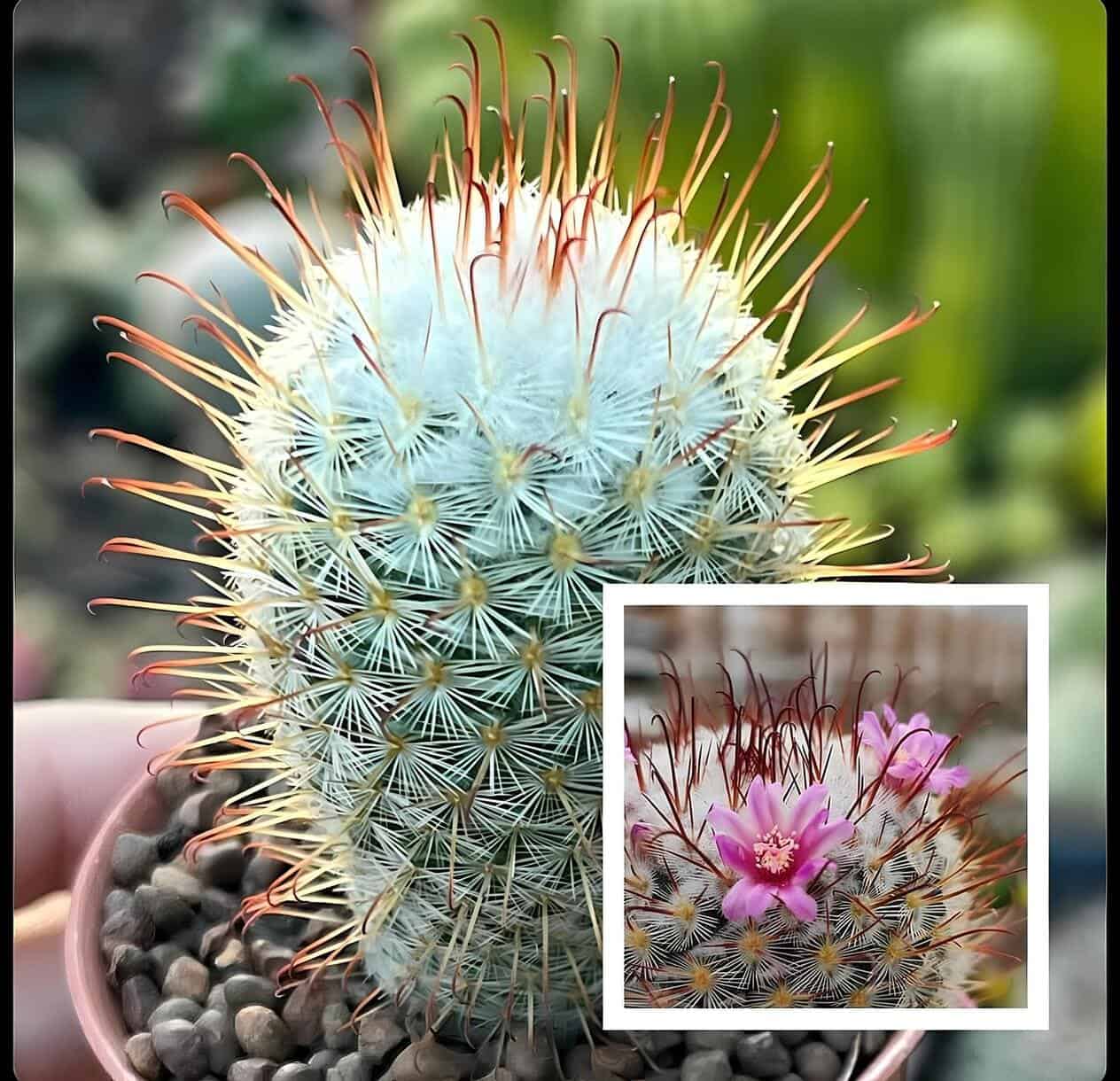 cacto mammillaria bombycina