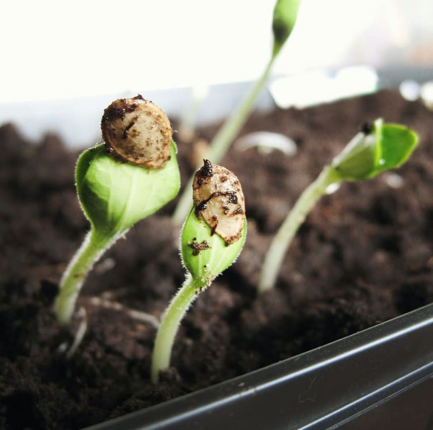 canela nas plantas capa 1