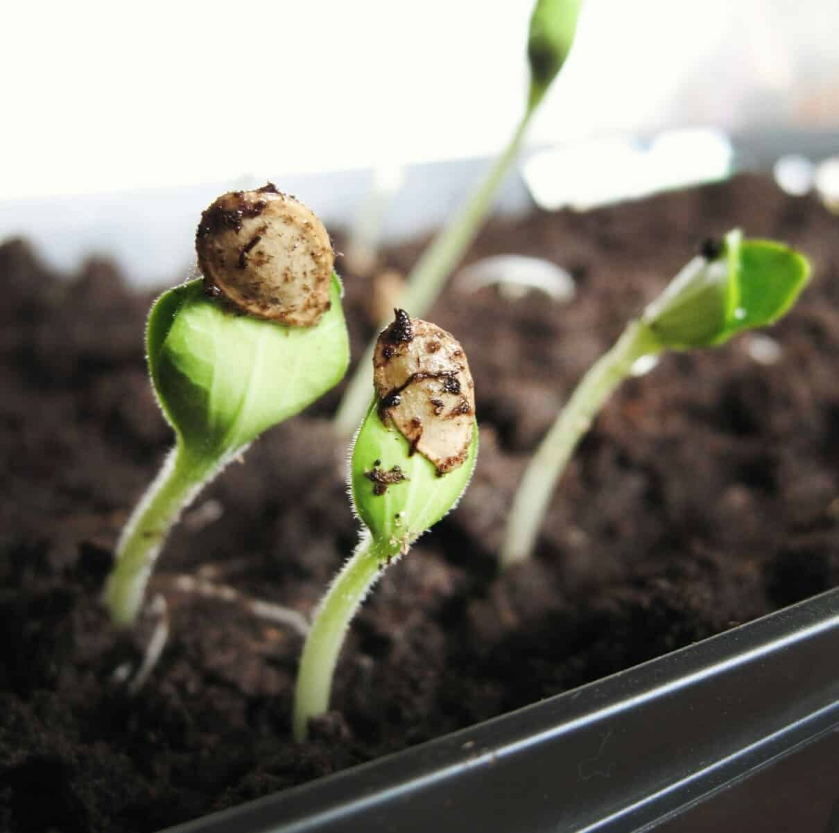 canela nas plantas