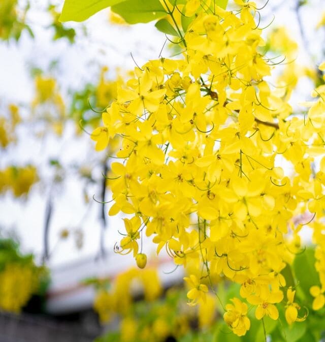 Cássia-Imperial: Cultivo e Encanto da Chuva-de-Ouro (Cassia fistula)