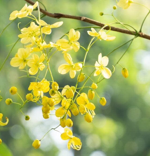 Cássia-Imperial: Cultivo e Encanto da Chuva-de-Ouro (Cassia fistula)