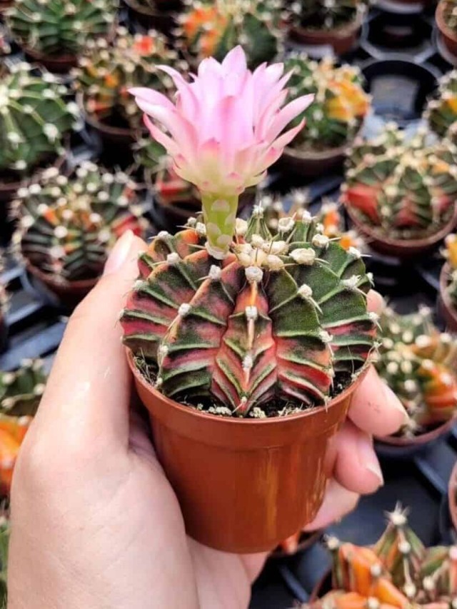 Cacto-gymnocalycium