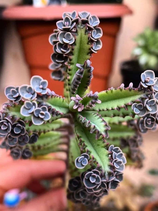 Kalanchoe delagoensis