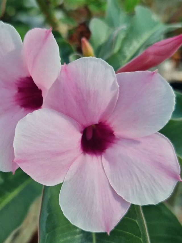 adenium boehmianum