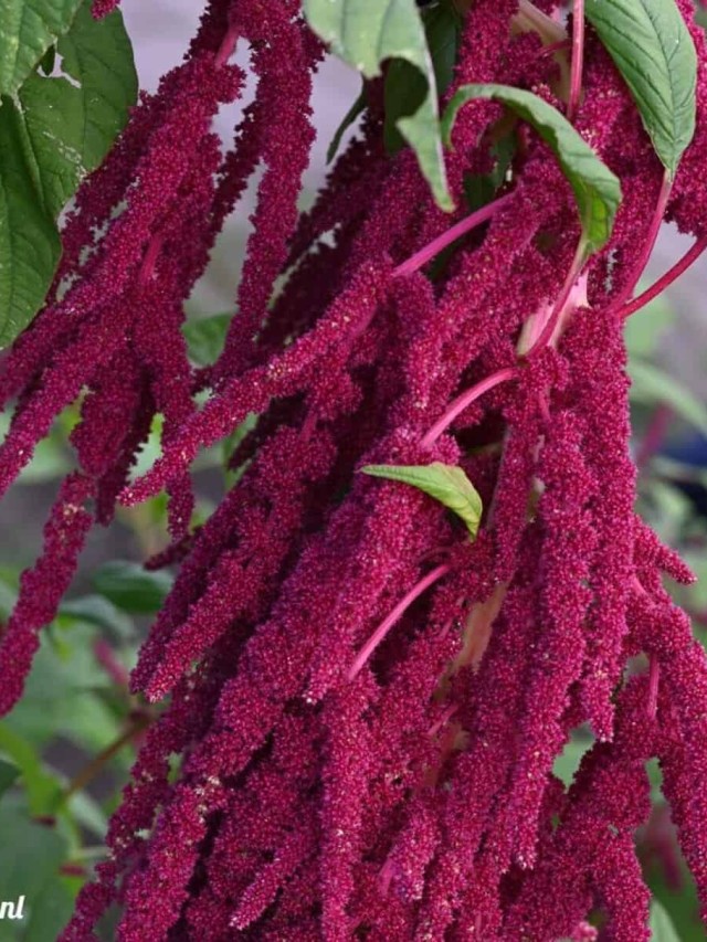 Amaranto (Amaranthus spp.) única e versátil para adicionar ao seu ...