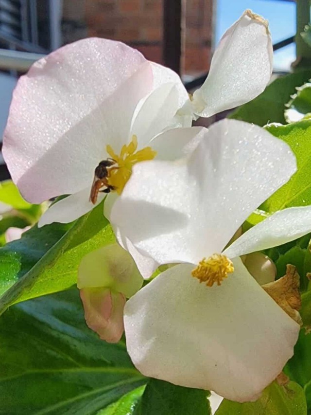 begonia de cera