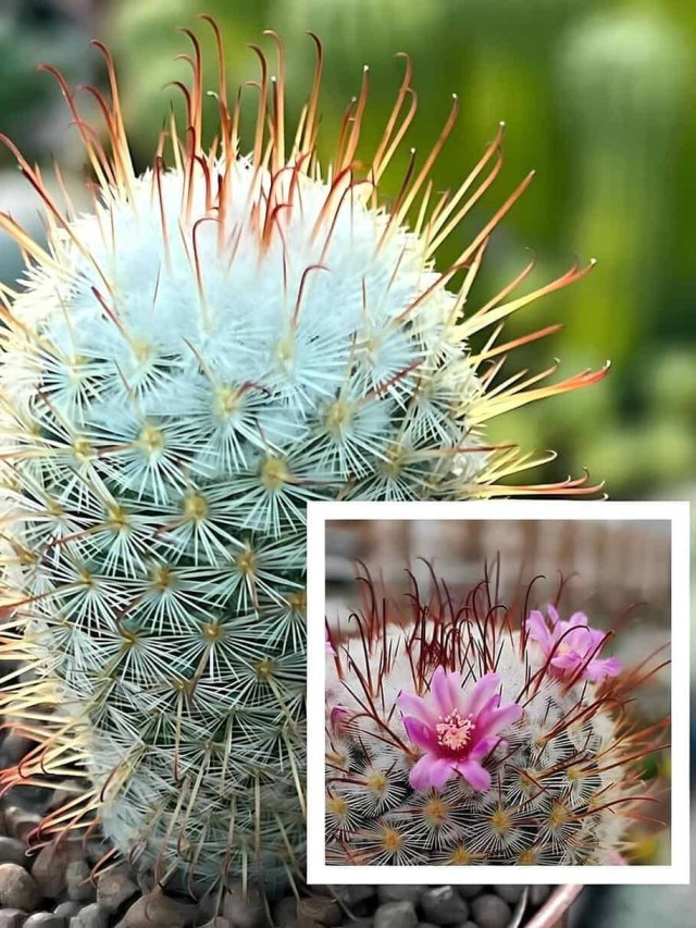 cacto mammillaria bombycina