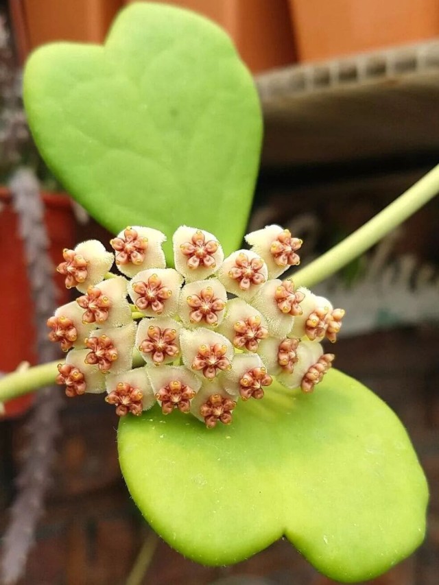 hoya kerri