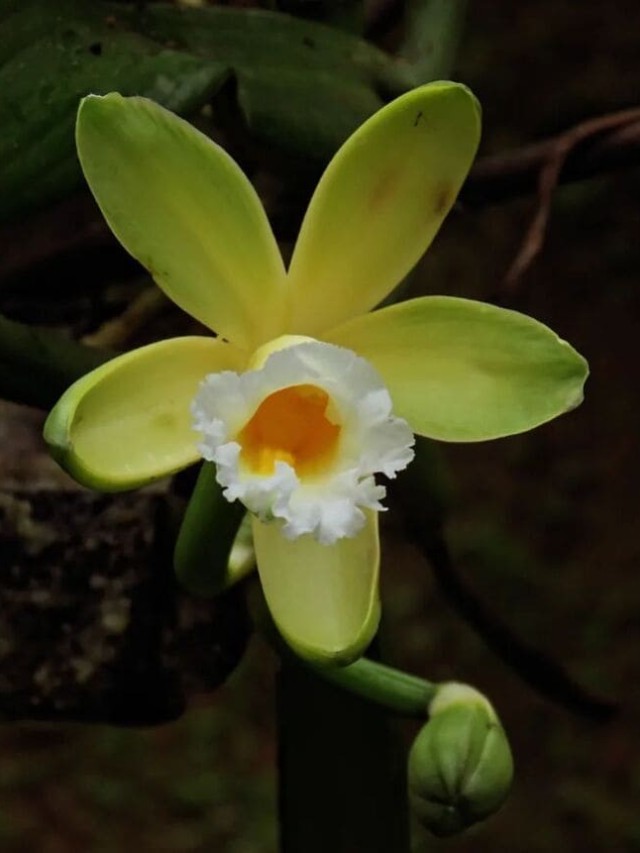 cropped-orquidea-baunilha-1.jpg