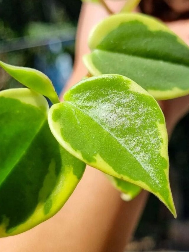 cropped-peperomia-scandens-1.jpg