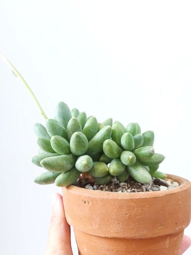 Pachyphytum 'Chiseled Stone'