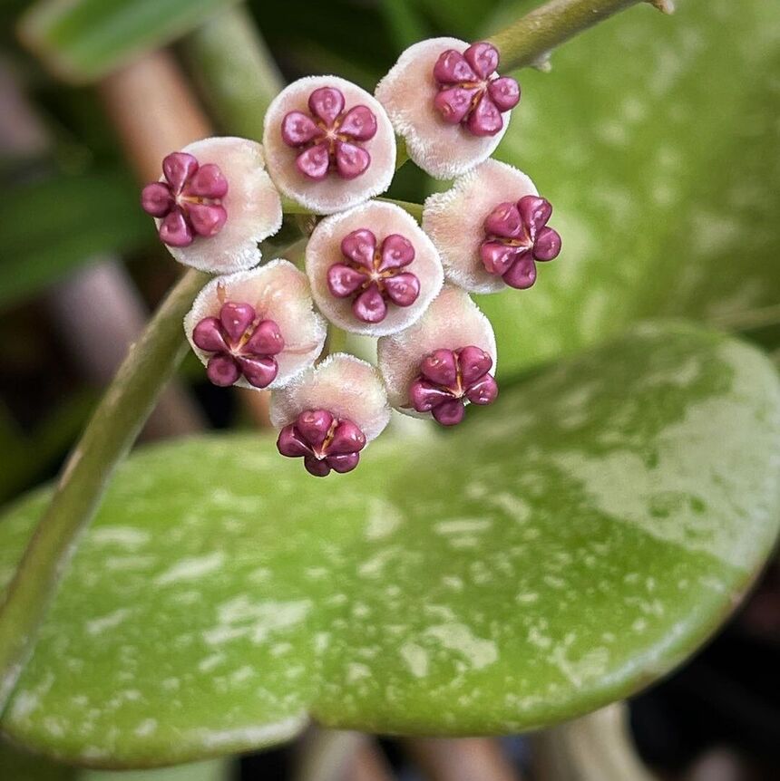 plantas para apartamento- flor de cera