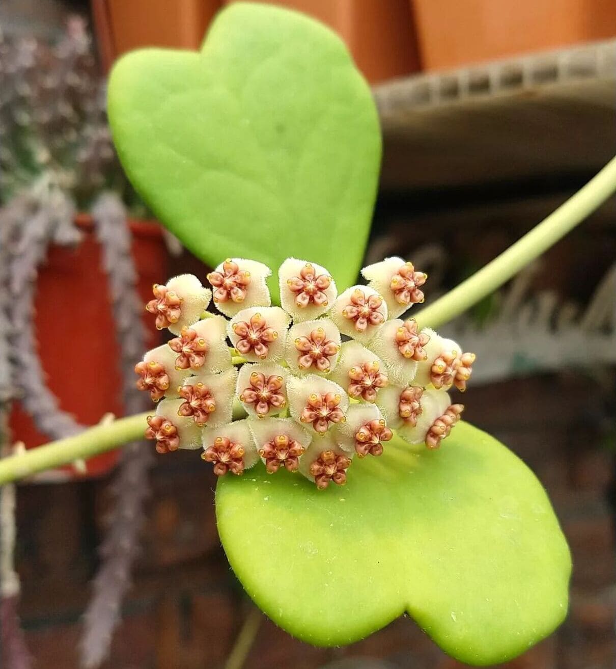 Hoya Kerrii: os segredos para o cultivo da suculenta que lembra um coração