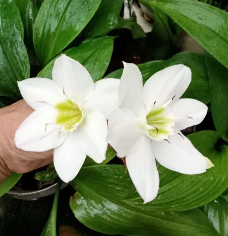 Lírio do Amazonas (eucharis grandiflora)