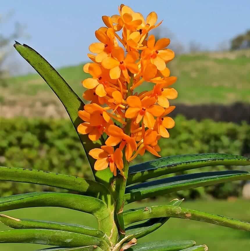 orquideas do mato 3