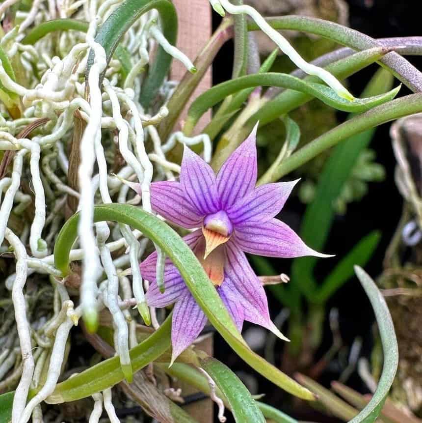 orquideas do mato 4