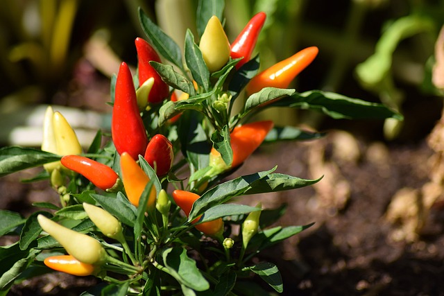 plantas bem estar pimenteira