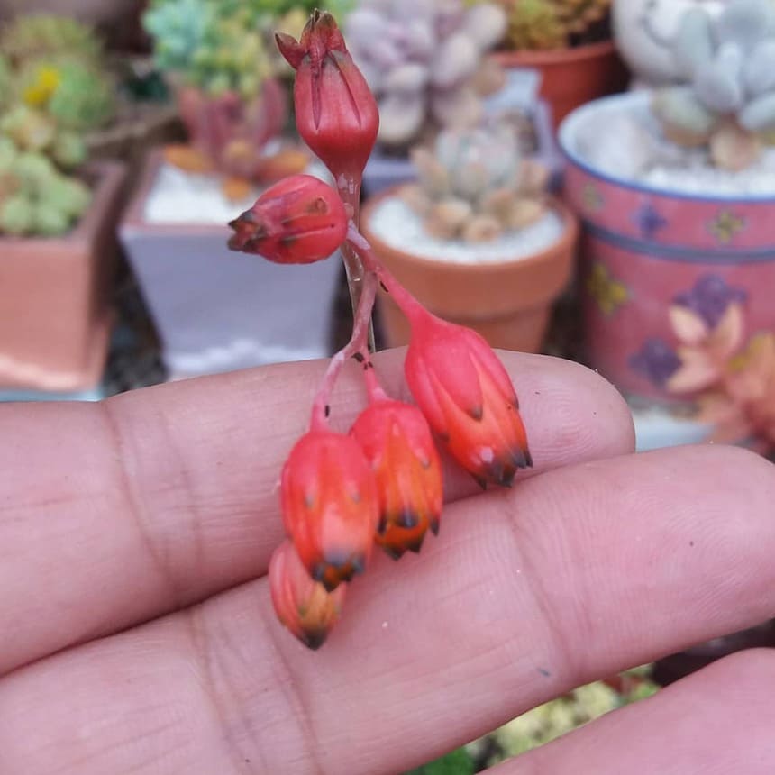 Pachyphytum 'Chiseled Stone'