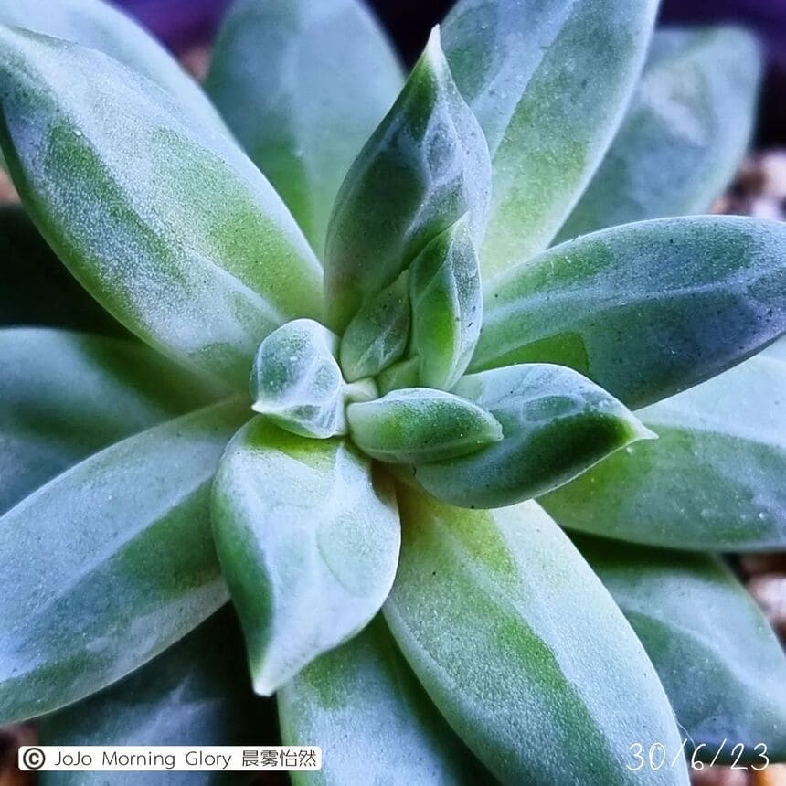 Pachyphytum 'Chiseled Stone'