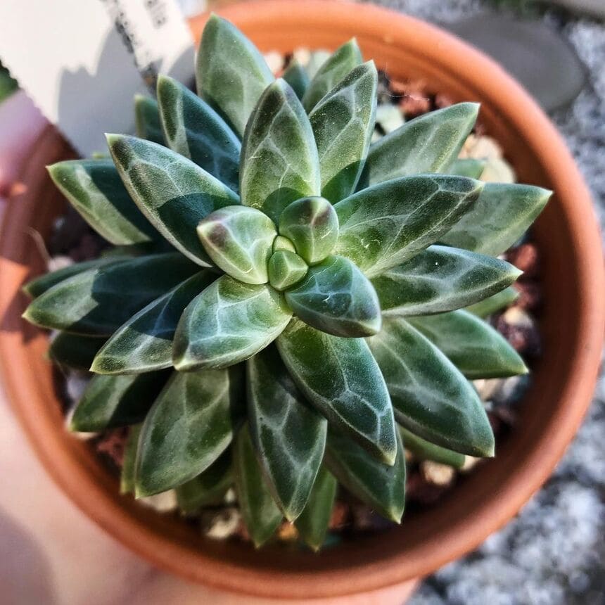 Pachyphytum 'Chiseled Stone'