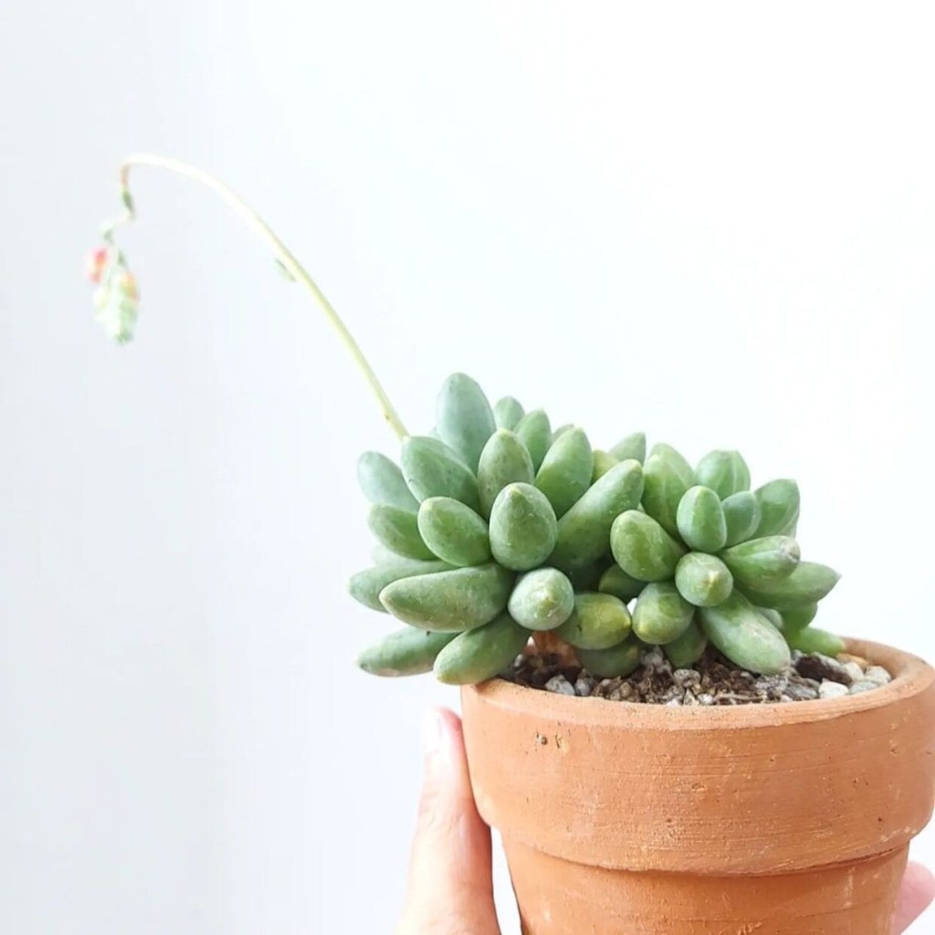 Pachyphytum 'Chiseled Stone'