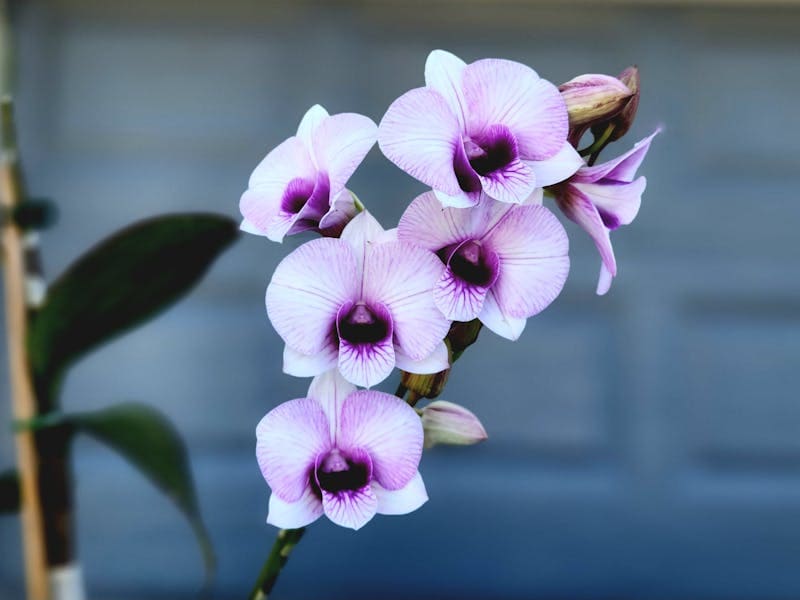 adubo para orquideas caseiro 1